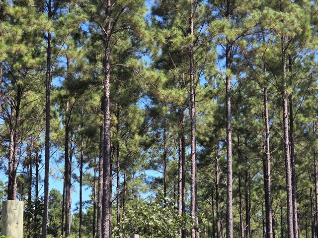 00 Richardson Road E, Livingston, TX 77351