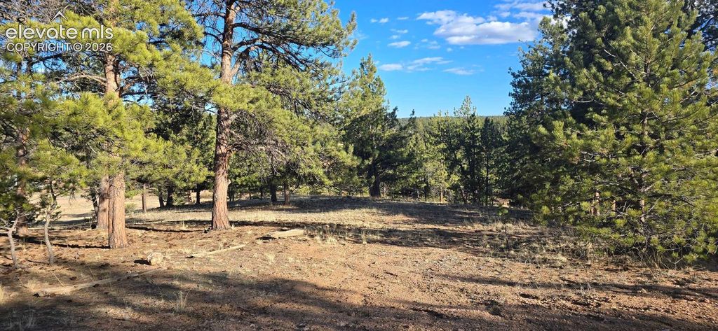 595 Mustang Trail, Florissant, CO 80816 — photo 4