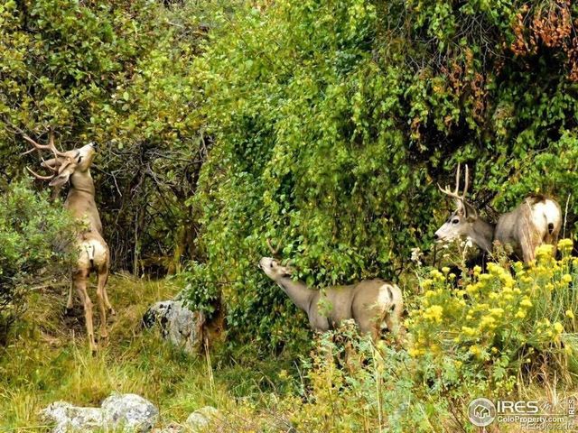 9316 Tawny Lynx Road, Loveland, CO 80538