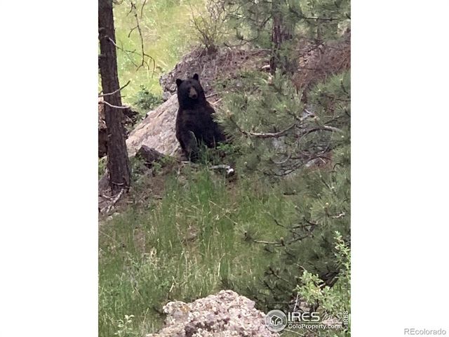 9316 Tawny Lynx Road, Loveland, CO 80538