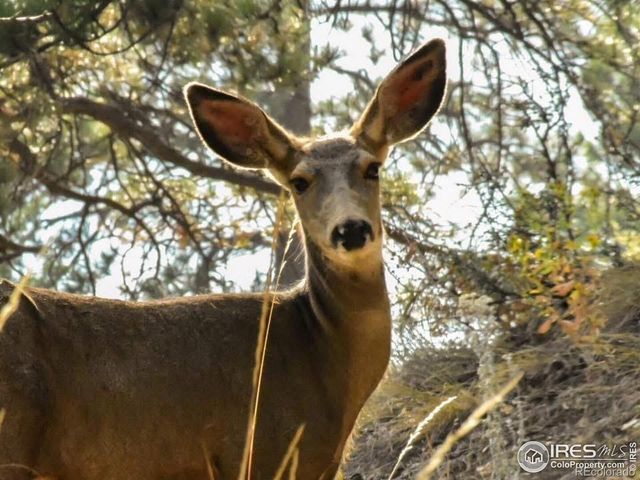 9316 Tawny Lynx Road, Loveland, CO 80538
