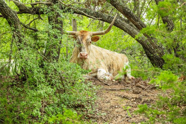 8077 County Road 292, Early, TX 76802