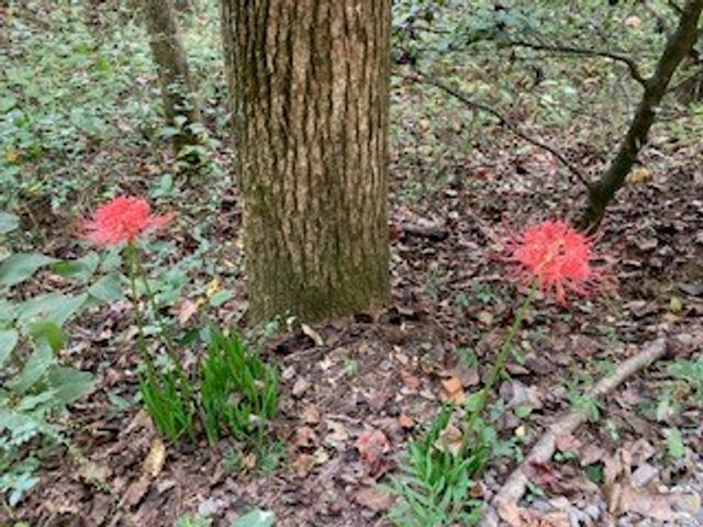 53 Llama Lane, Ellijay, GA 30540