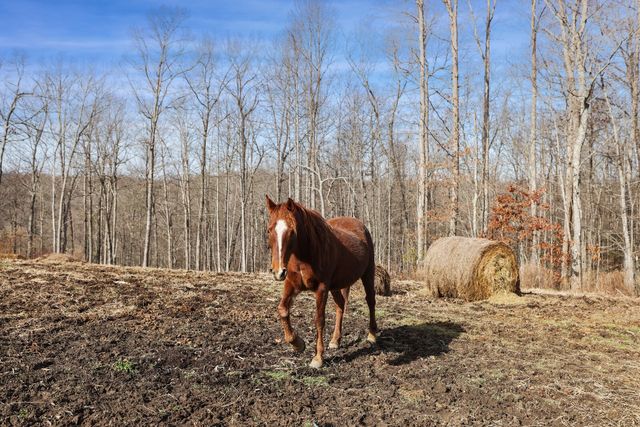 30195 White Oak Rd, Crawford, TN 38554