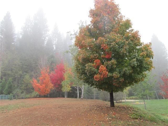 1708 Bear Clover Ct, Arnold, CA 95223