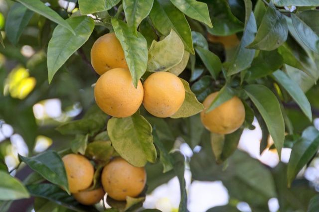 998 Virginia St, Berkeley, CA 94710