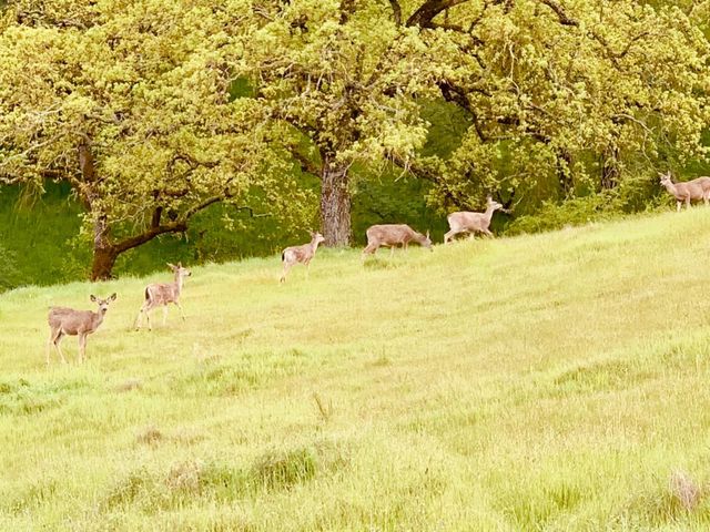 7521 Troon Court, Gilroy, CA 95020