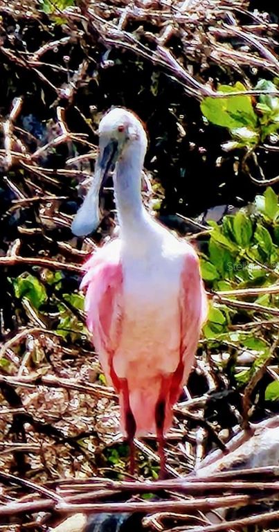 Image 81 of property listing at 2542 CORTENOVA COURT, Venice, FL 34292