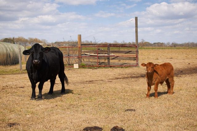 9439 Jeske Rd, Needville, TX 77461