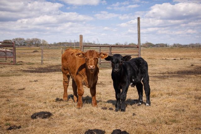 9439 Jeske Rd, Needville, TX 77461