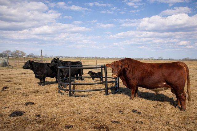 9439 Jeske Rd, Needville, TX 77461