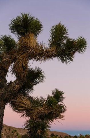 7092 Mohawk Trail, Yucca Valley, CA 92284