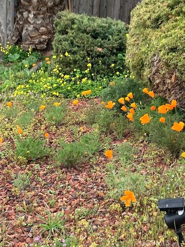 9495 Glenhaven, Glenhaven, CA 95443