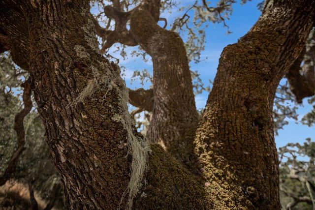 17 Sleepy Hollow Drive, Carmel Valley, CA 93924