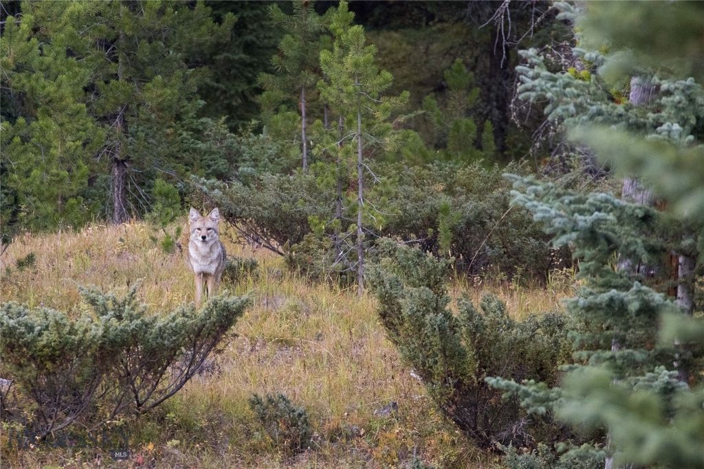208 Outlook Trail, Big Sky, MT 58716 photo 21