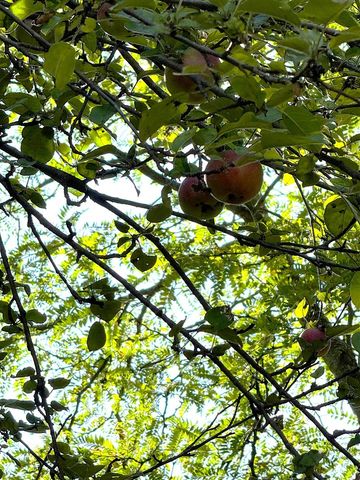 125 N Cedar Street, Evart, MI 49631