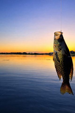 15532 AVENUE OF THE ARBORS, Winter Garden, FL 34787