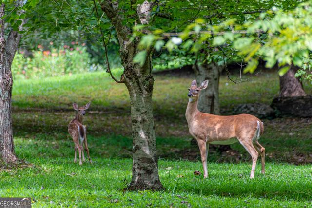 LOT 104 Mountain Creek Hollow Drive, Talking Rock, GA 30175