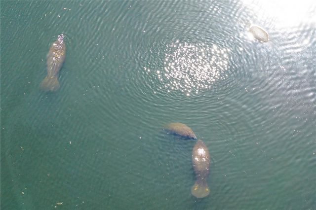 100 CATALAN BOULEVARD NE, St Petersburg, FL 33704