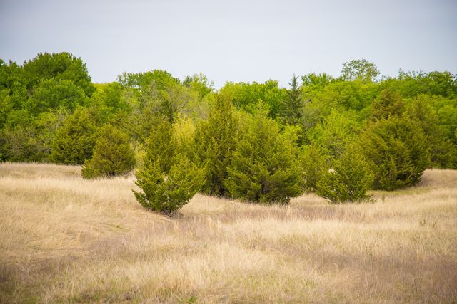 Lot 1 PR 291, Dodd City, TX 75438
