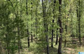 360 GRAY FOX ROAD, Springville, AL 35146