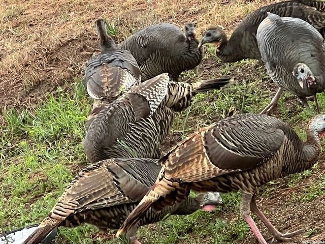 1384 County Road 326, Adkins, TX 78101