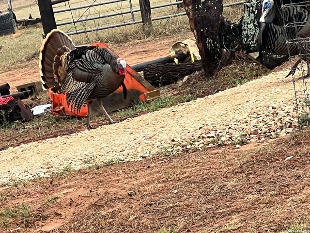 1384 County Road 326, Adkins, TX 78101