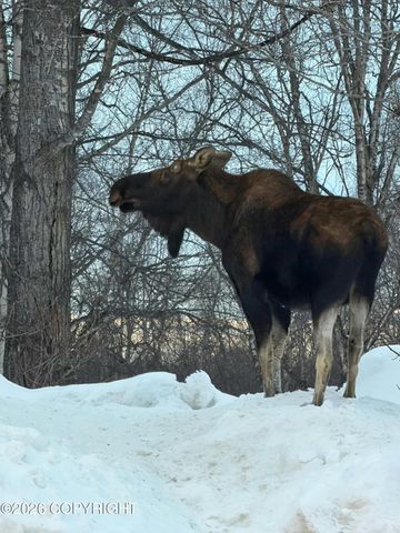 2320 Glacier Street, Anchorage, AK 99508