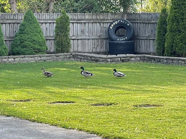 1414 N Sauk Lane, Mount Prospect, IL 60056