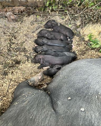 29 Standing Garden Lane, Folkston, GA 31537