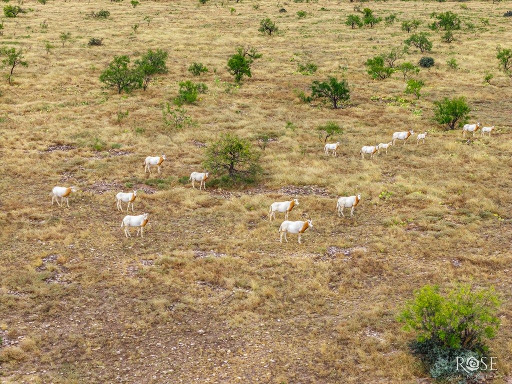 Image 66 of property listing at 3241 Hwy 87, Eden, TX 76837
