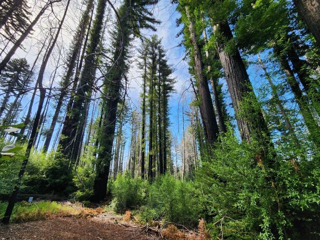20604 Little Basin Road, Boulder Creek, CA 95006