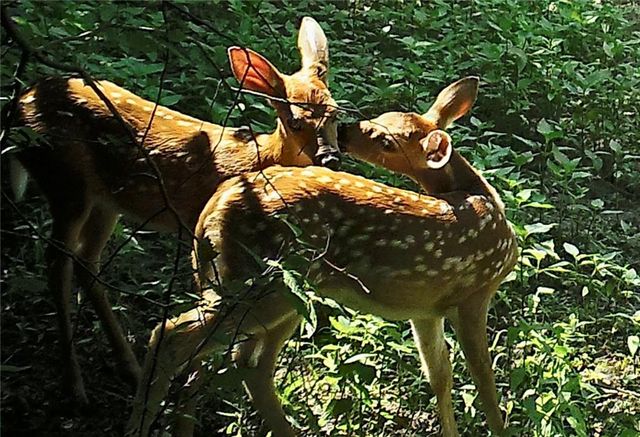 00000 Hatchell Road, Tonganoxie, KS 66086