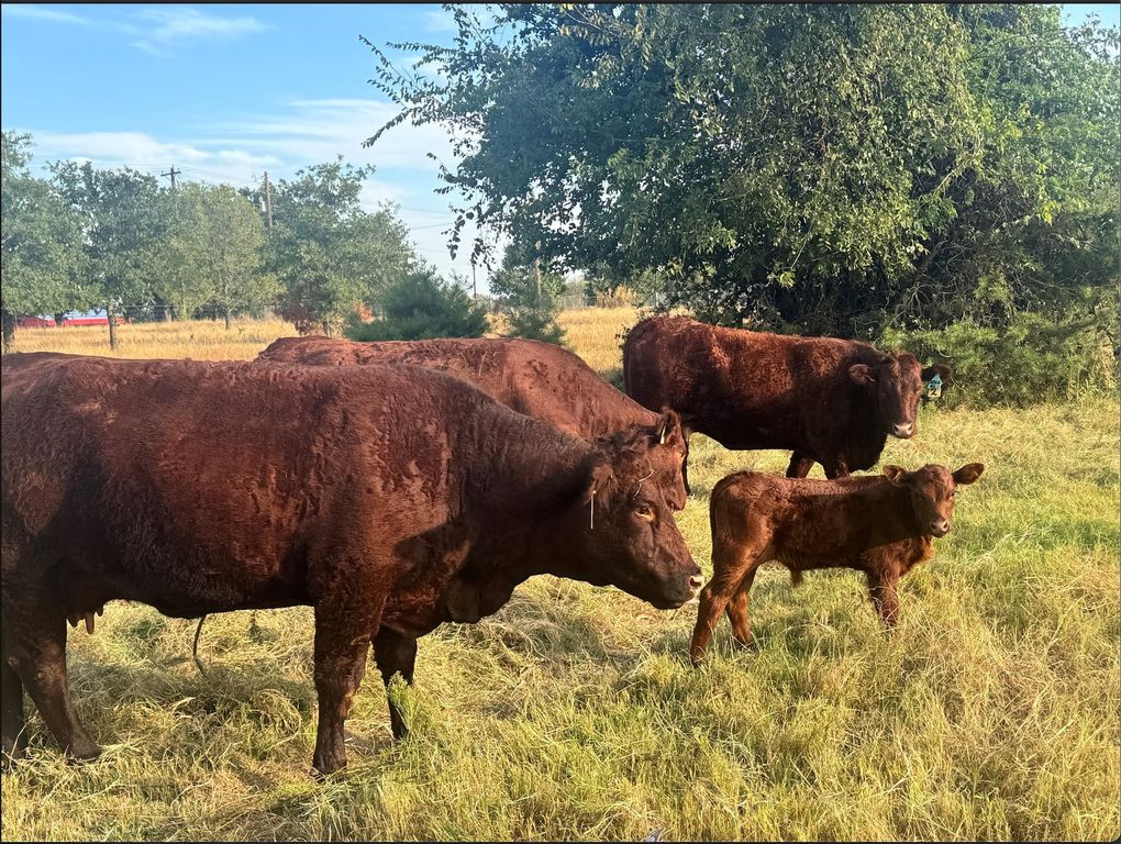 1870 Ross Lane 1, Springtown, TX 76082 — exterior