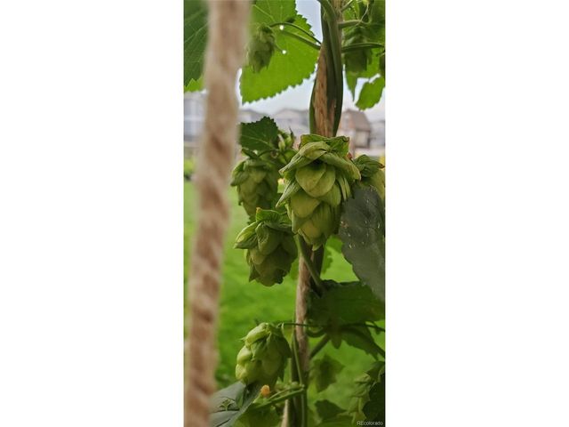 6061 Miners Peak Cir, Frederick, CO 80516