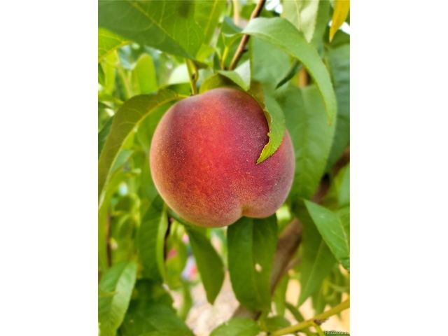 6061 Miners Peak Cir, Frederick, CO 80516