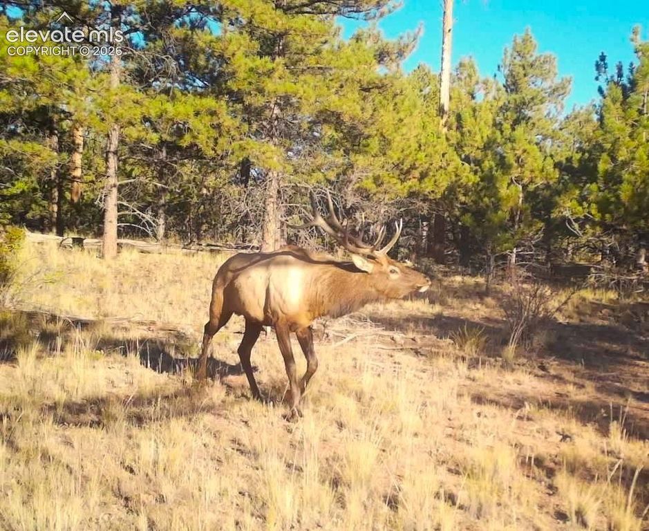 31572 Highway 9, Fairplay, CO 80449 — photo 4