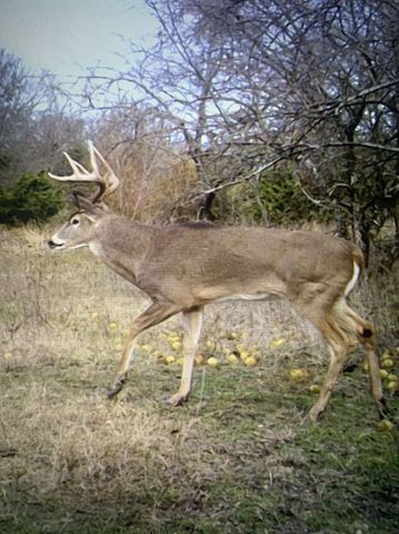 999-2 CR3805, Bailey, TX 75413