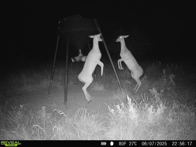 999-2 CR3805, Bailey, TX 75413