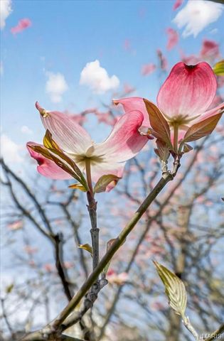 532 Tuxedo Boulevard, Webster Groves, MO 63119