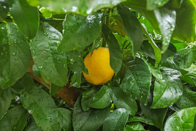 1683 Portabella Pl, Manteca, CA 95336