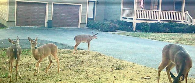 1854 Powder Springs Circle, Flintstone, GA 30725