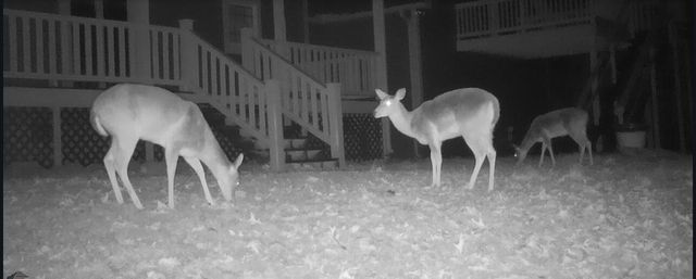 1854 Powder Springs Circle, Flintstone, GA 30725