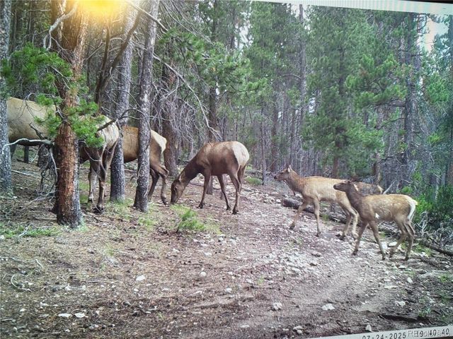 1101 CR 99, Black Hawk, CO 80422