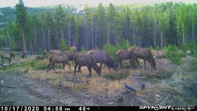 1101 CR 99, Black Hawk, CO 80422