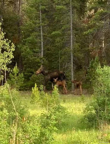 1101 CR 99, Black Hawk, CO 80422