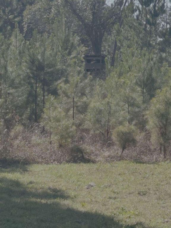 Image 14 of property listing at 0 Moses Dingle Road, Summerton, SC 29148