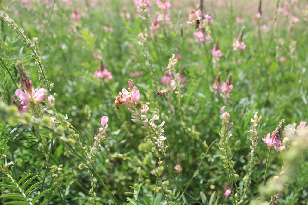 NHN Danas Point Drive, Helena, MT 59602 photo 4