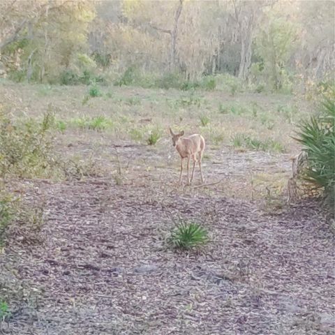 DEER ROAD, Frostproof, FL 33843