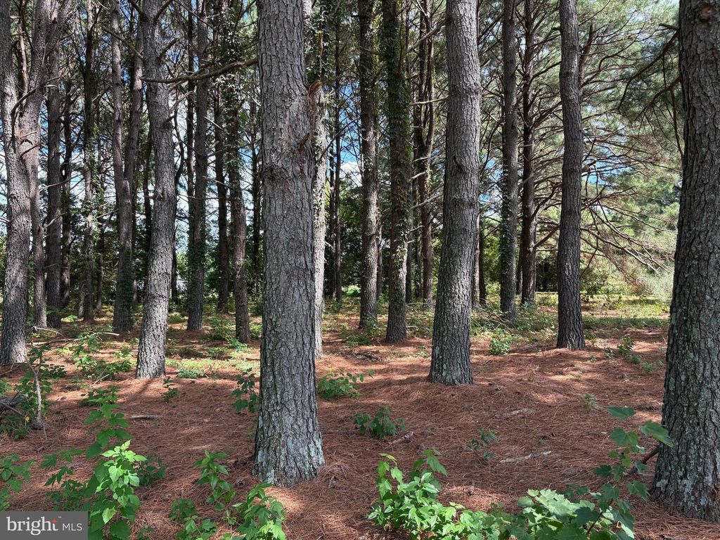 Image 35 of property listing at 31867 SHAVOX RD, Salisbury, MD 21804